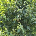 Parrotia persica 'Vanessa' - 4