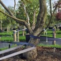 Acer palmatum 'Fireglow' - Foto 1