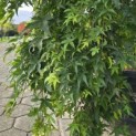 Acer palmatum 'Ryusen' - 5