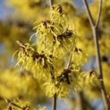 hamamelis 'Arnold Promise'