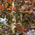 Fagus sylvatica 'Riversii' - mei 2026