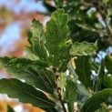 Quercus x turneri 'Pseudoturneri' - impressie zomerblad