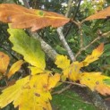 Quercus x turneri 'Pseudoturneri' - impressie herfstverkleuringen