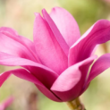 Magnolia 'Vulcan' - 1