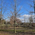 Fagus sylvatica 'Atropunicea' - Foto 1