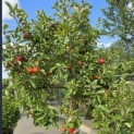 Malus domestica 'Elstar' - 3