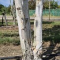 Betula utilis 'Doorenbos' - 6