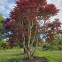 Acer palmatum 'Atropurpureum' - Foto 7