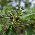 Sorbus 'Intermedia' - Foto 4