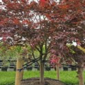 Acer palmatum 'Atropurpureum' - 3