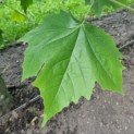 Platanus hispanica - Afbeelding 4