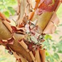 Acer griseum - Foto 5