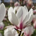 Magnolia soulangeana - Foto 1