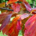 Parrotia persica - 1 herfstblad van het soort