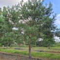 Pinus sylvestris - 1