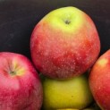 Malus domestica 'Gloster' - Foto 2