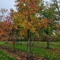 Liquidambar styraciflua - Foto 3