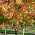 Cercidiphyllum japonicum - Foto 2