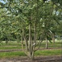 Cercidiphyllum japonicum - Foto 6