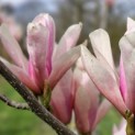 Magnolia 'Heaven Scent' - Foto 1