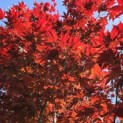 Acer palmatum 'Bloodgood' - 1