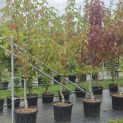 Liquidambar styraciflua op voetstam - Foto 1