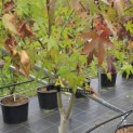 Liquidambar styraciflua op voetstam - Foto 2