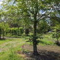 Fagus sylvatica - 4