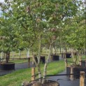 Parrotia persica - 3