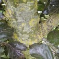 Fagus sylvatica 'Riversii' - 2