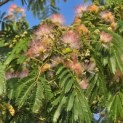 Albizia julibrissin - 2