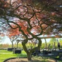 Acer palmatum 'Garnet' - 4