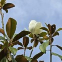 Magnolia grandiflora 'Galissonnière' - 3