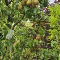 Pyrus c. 'Conference' - 2