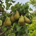 Pyrus c. 'Conference' - 1