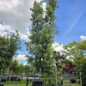 Quercus ilex - 1