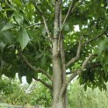 Liquidambar styraciflua 'Palo Alto' - Foto 9