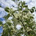 Cornus kousa - 2