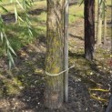 Salix sepulcralis 'Chrysocoma' - 2
