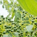 Cornus controversa - Foto 2