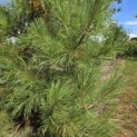 Pinus nigra 'Nigra' - 3