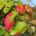 Parrotia persica