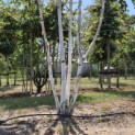 Betula utilis 'Doorenbos' - 1