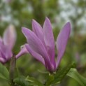 Magnolia 'Betty' - Foto 1