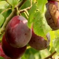 Prunus domestica 'Opal' - impressie pruim in augustus