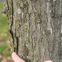 Cercidiphyllum japonicum - Foto 1