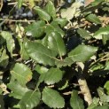 Quercus Suber - 1