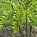 Gleditsia triacanthos ‘Inermis' - 5