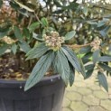 Viburnum 'Pragense' - 1