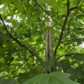 Liquidambar styraciflua - 1